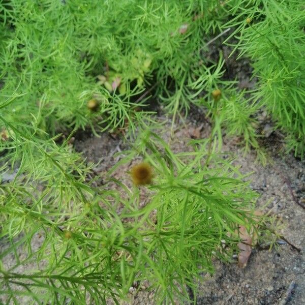 Coreopsis verticillata Folha