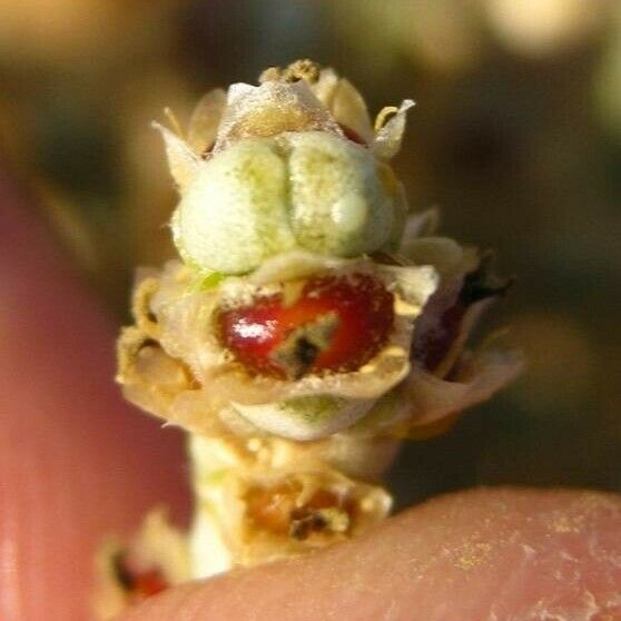 Anabasis articulata Flower