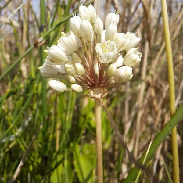 Allium pallens Flower