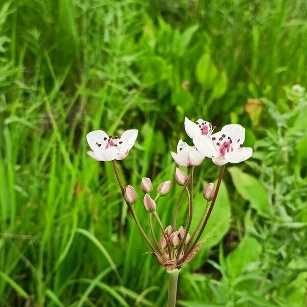 Butomus umbellatus Flower