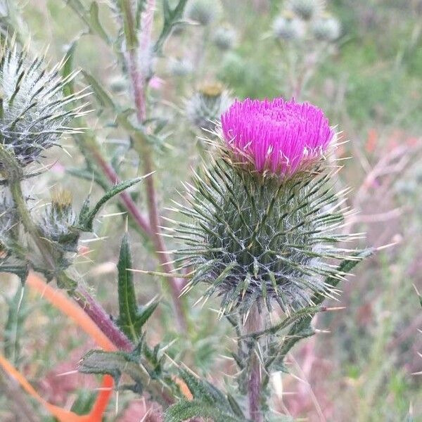 Cirsium vulgare Virág