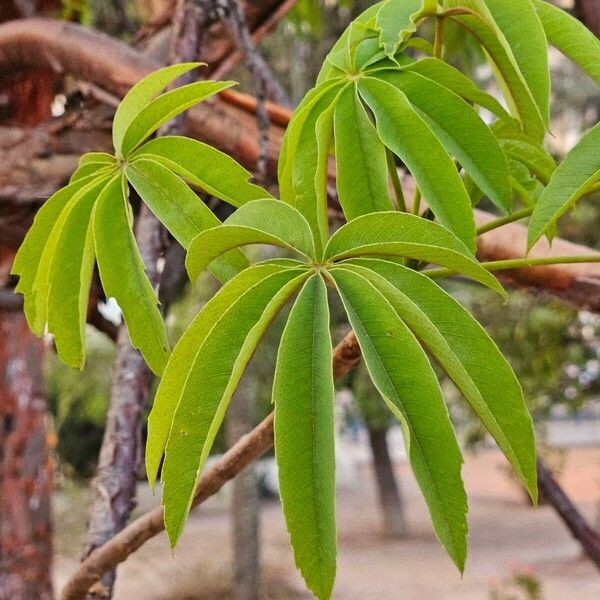 Ceiba pentandra 葉