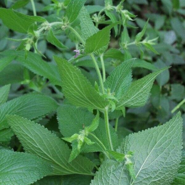 Stachys alpina ফুল