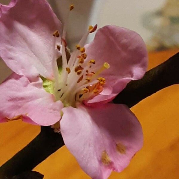 Prunus dulcis Bloem