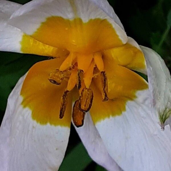 Tulipa humilis Flower