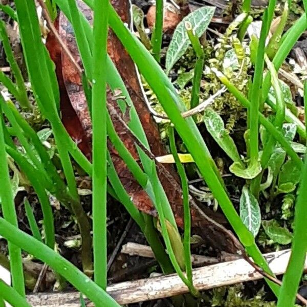 Allium schoenoprasum Feuille