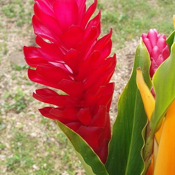 Alpinia purpurata Flower