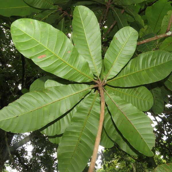 Anacardium excelsum ഇല