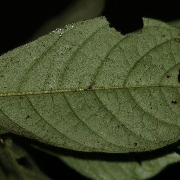 Bertiera bicarpellata Leaf