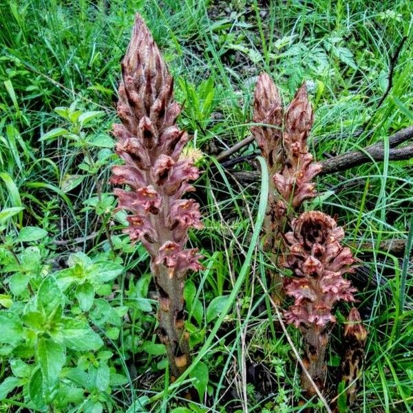 Orobanche rapum-genistae Кветка