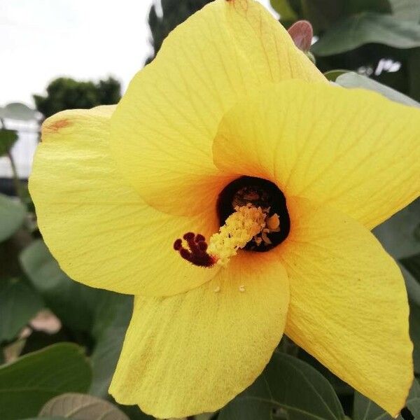 Hibiscus tiliaceus Flor