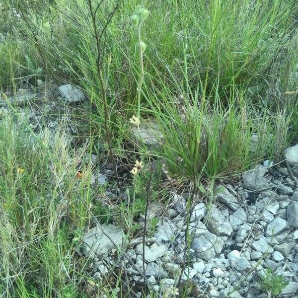 Linaria simplex ശീലം