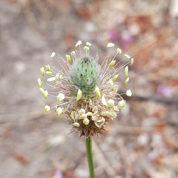 Plantago lagopus Blomst