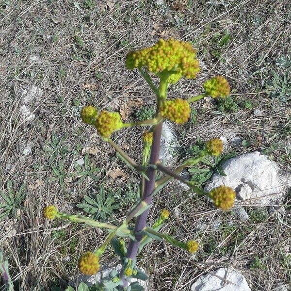 Isatis tinctoria 花