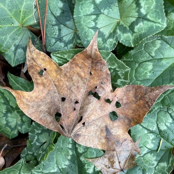 Acer cappadocicum Leaf