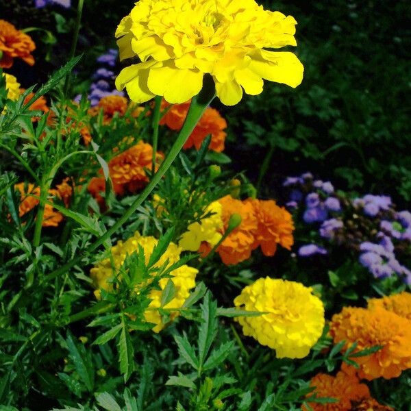 Tagetes erecta Pokrój