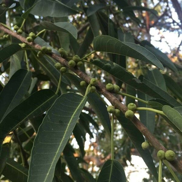 Ficus salicifolia Leht