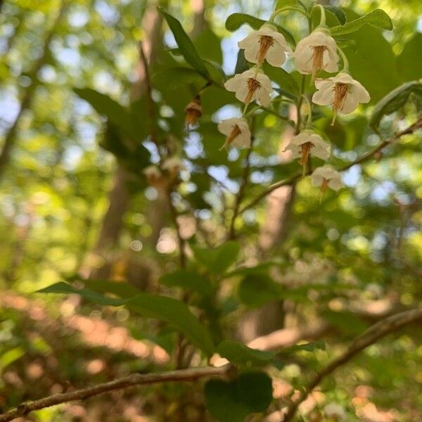 Vaccinium stamineum Flower