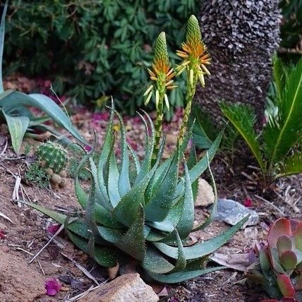 Aloe microstigma Virág