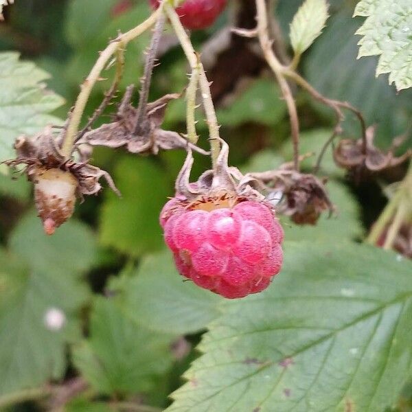 Rubus idaeus Fruit