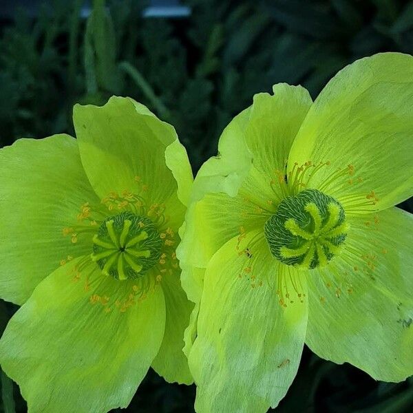 Papaver alpinum Flower