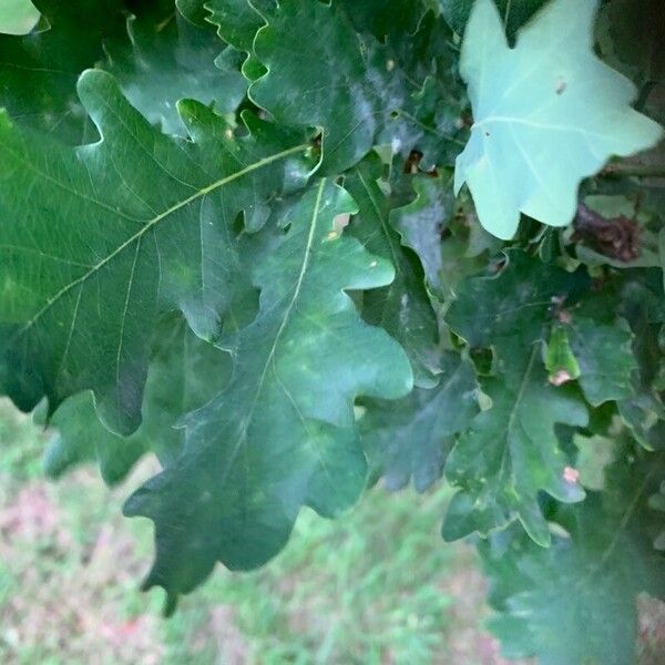 Quercus coccinea Fuelha