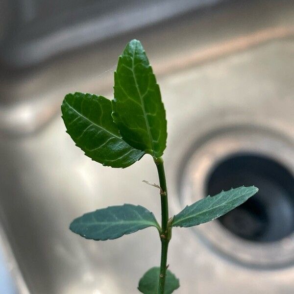 Euonymus fortunei Folha