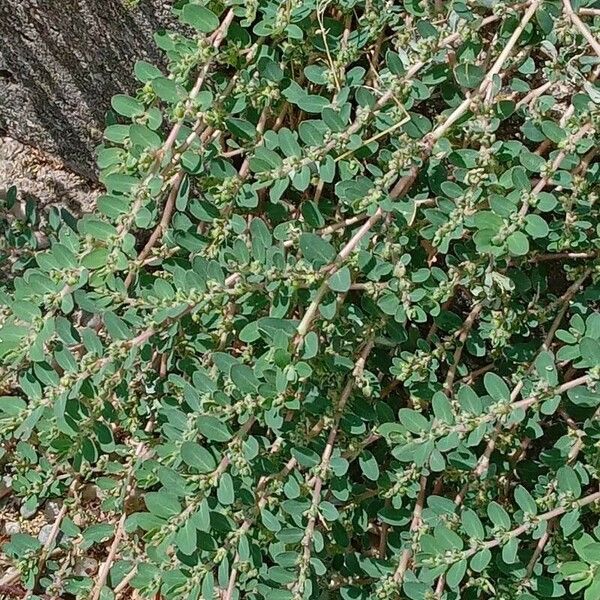 Euphorbia prostrata Habitus