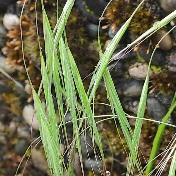 Bromus sterilis Blomst