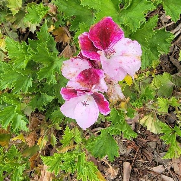 Pelargonium × hybridum Flower