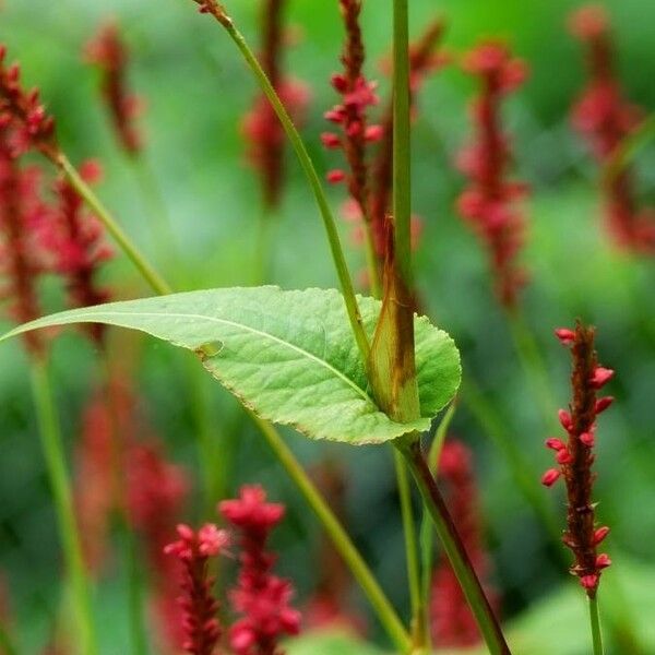 Persicaria orientalis Flower