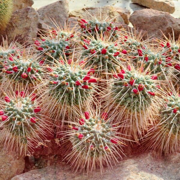 Mammillaria compressa موطن