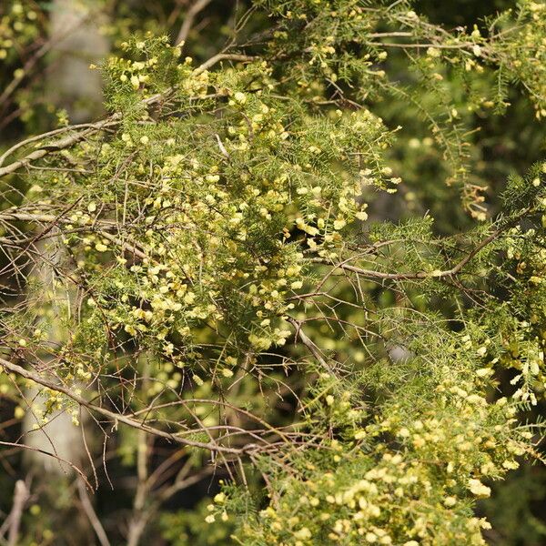 Acacia verticillata 其他