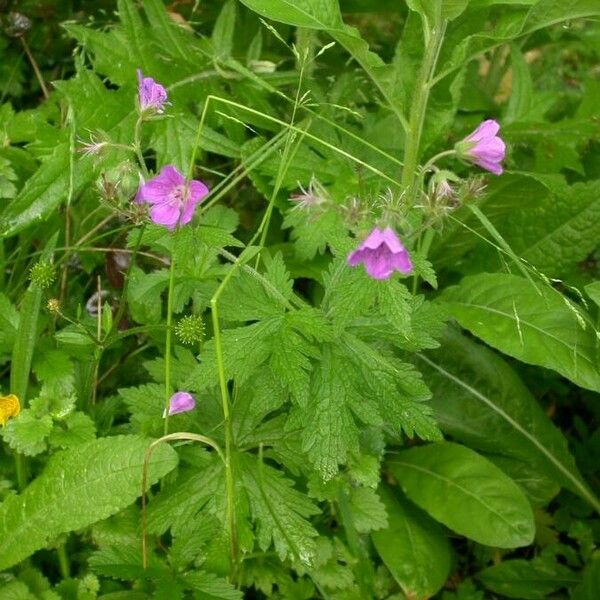 Geranium sylvaticum Bloem