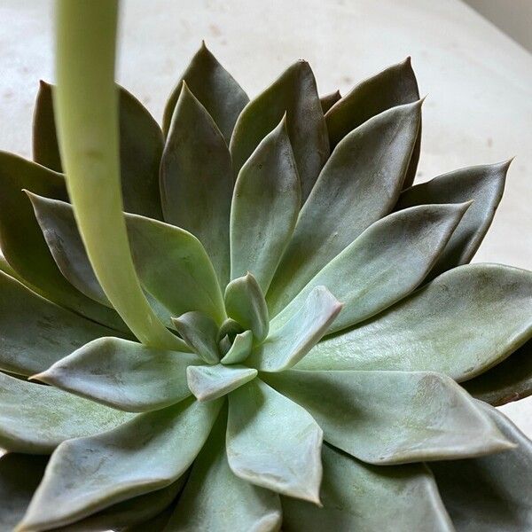 Echeveria agavoides Leaf