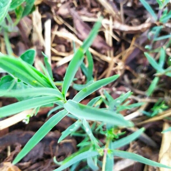 Gypsophila elegans Leaf