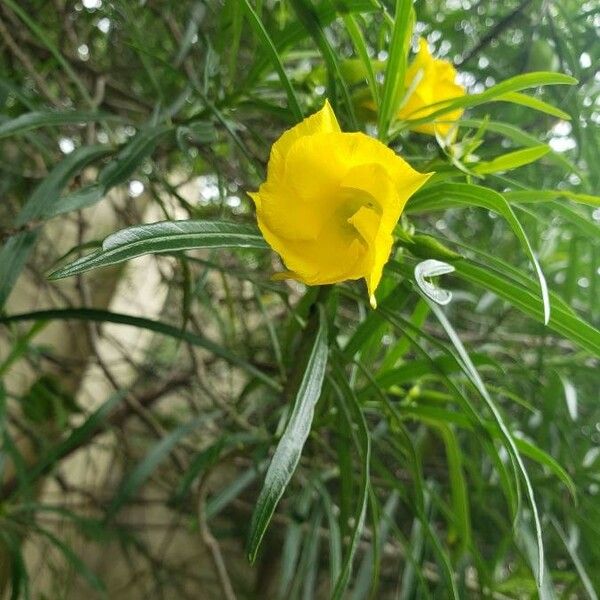 Cascabela thevetia Flor