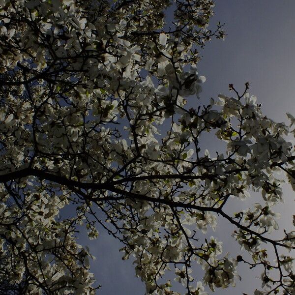 Magnolia kobus Flower