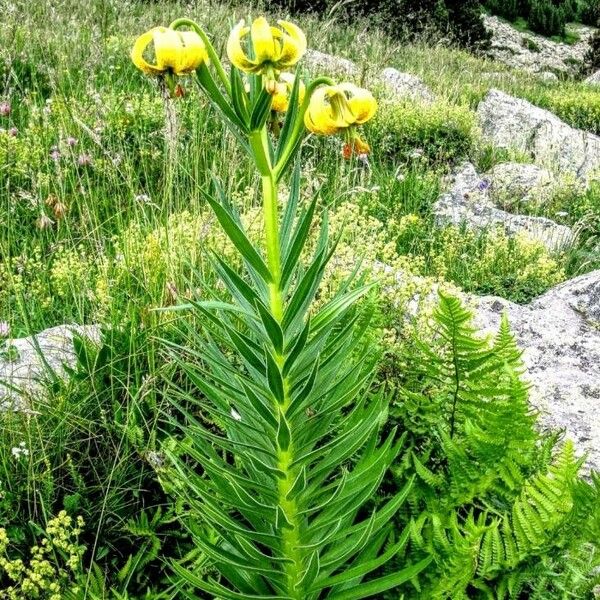 Lilium pyrenaicum ഇല