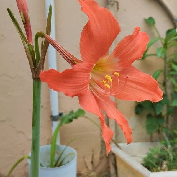 Hippeastrum puniceum Blomst