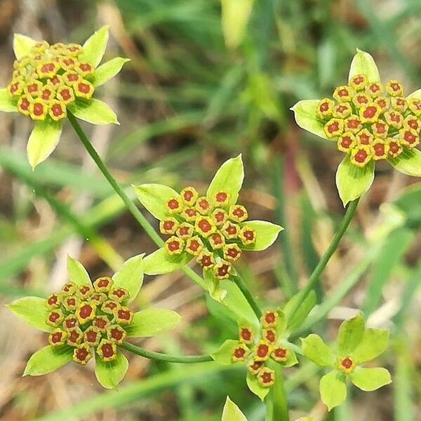 Bupleurum ranunculoides Flower