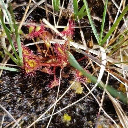 Drosera anglica Flower