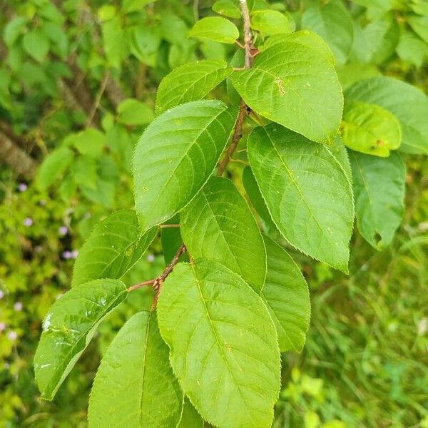 Prunus virginiana Лист