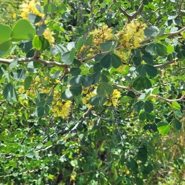 Haematoxylum campechianum ফুল