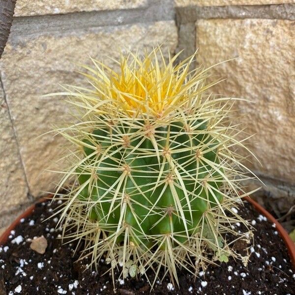 Echinocactus grusonii خشب