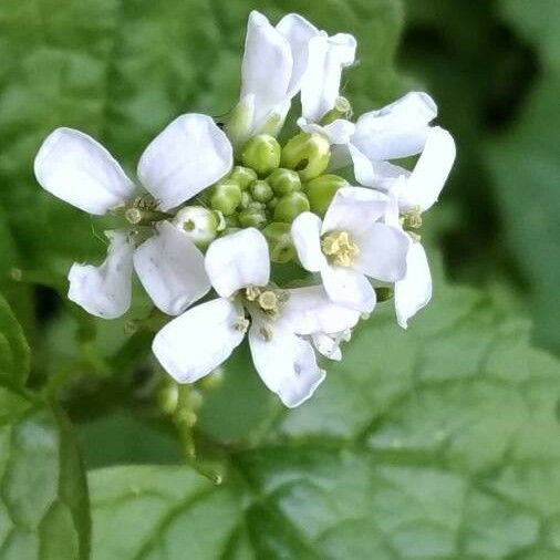 Alliaria petiolata ফুল