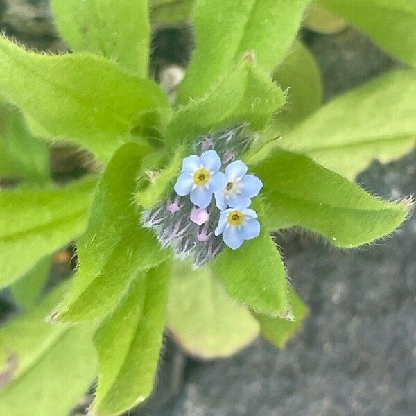 Myosotis arvensis Flor