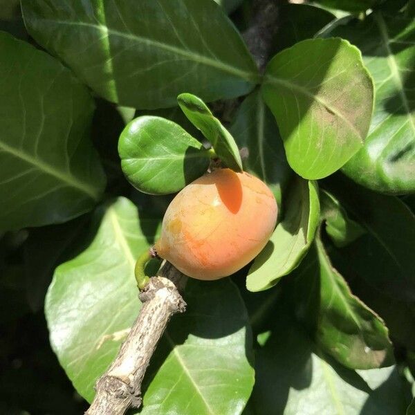 Garcinia livingstonei Vili