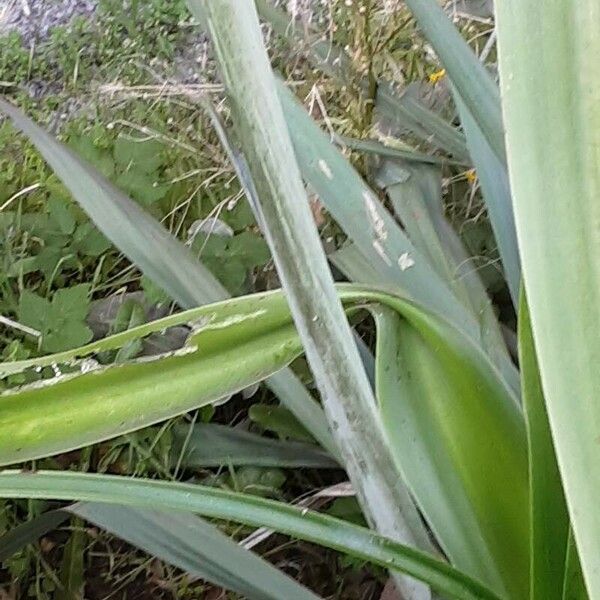 Crinum bulbispermum Bark