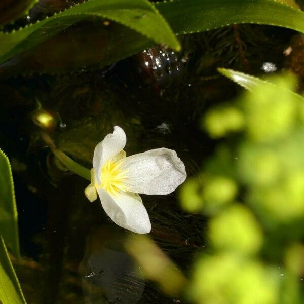 Stratiotes aloides Flower